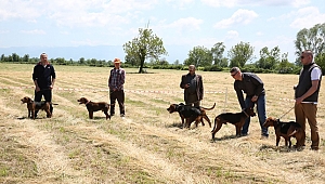 9. Fermalı Av Köpekleri Yarışması Hafta Sonu Yapılacak