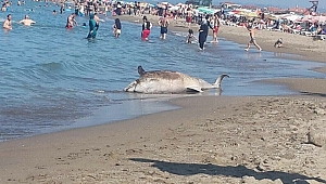 Ölü Yunus Balığı Karaya Vurdu
