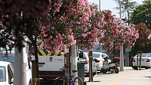 Şehir Çiçek Açtı