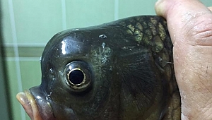 Bu Balık Görenleri Şaşırtıyor