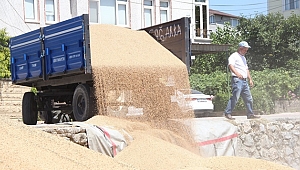 Buğday Ve Arpadaki Yüksek Rekolte Çiftçinin Yüzünü Güldürdü