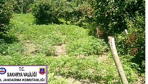  Çok Sayıda Kök Kenevir Bitkisi Ele Geçirildi 