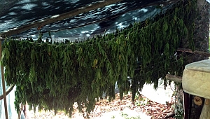 31 Kilogram Kubar Esrar Ele Geçirildi