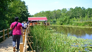 Acarlar Longozu'nda, Nilüferler Çiçek Açtı