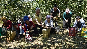 Batı Karadeniz’de Fındık Hasatı Başladı 