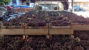 Geyve’de Üzüm Hasadı Başladı