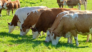 Kurban Alacaklar Bu Haber Sizin İçin