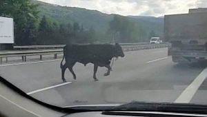 TEM Otoyoluna Çıkan Dana Sürücülere Zor Anlar Yaşattı