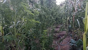 4 Ayrı İlçede Uyuşturucu Operasyonu! Çok Sayıda Esrar ve Kenevir Bitkisi Ele Geçirildi