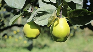 AYVA HASADI EKİM'DE BAŞLIYOR