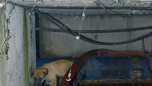 FİBER OPTİK KABLO TÜNELİNE DÜŞEN YAVRU KÖPEK KURTARILAMADI 
