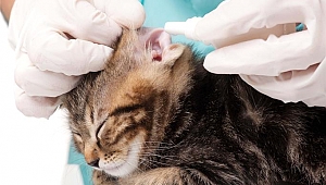 Evcil Hayvanlarda Kene İlaçlama Zamanı 