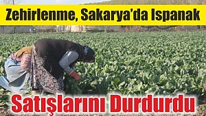 Zehirlenme, Sakarya’da Ispanak Satışlarını Durdurdu
