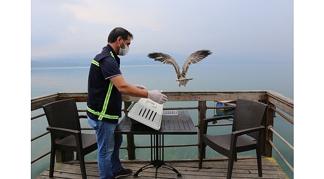 Yaralı Martının İmdadına Yetiştiler