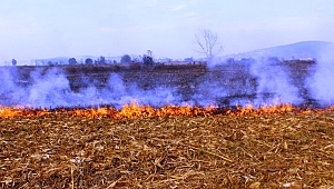 Anız yakmak çevreye ve doğaya zarar veriyor