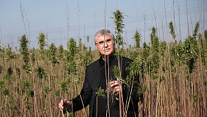 Endüstriyel kenevirlerin hasadı başladı