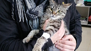 Onlar Artık Yeni Yuvalarında