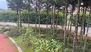 Serdivan'da Sonbahar Temizliği