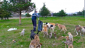 Büyükşehir Sokağa çıkma kısıtlamasında sokak hayvanları unutmuyor