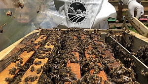 Arıcılık projesinde ilk üretim sezonu tamamlandı