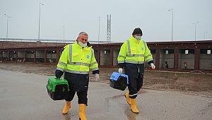 Büyükşehir anne köpek ve yavrularını koruma altına aldı