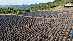 Pamukova'da çilek fideleri toprakla buluşuyor