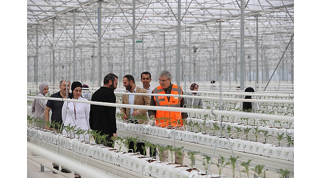 Seracılık Mükemmeliyet Merkezi’nde 65 Bin Kök Domates Fidesi Dikildi