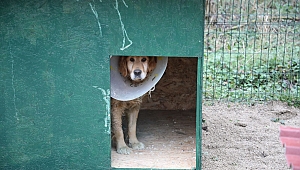 Akyazı Belediyesi Depremzede Hayvanlara Sahip Çıktı