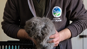 Büyükşehir Veteriner Ekibi Antakya’da Can Dostlarının Yaralarını Sarıyor