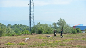13. Fermalı Av Köpekleri Mera ve Güzellik Yarışması Başlıyor
