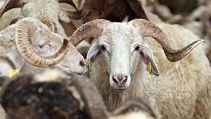 Serdivan Belediyesi Bu Kurban Da Köprü Olacak