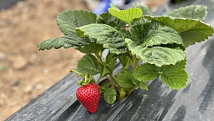 Büyükşehir Çilek Hasadına Başladı; Rekor Üretim Bekleniyor
