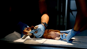 Can Dostların Sakarya’da Devasa Bir Şifa Yuvası Var