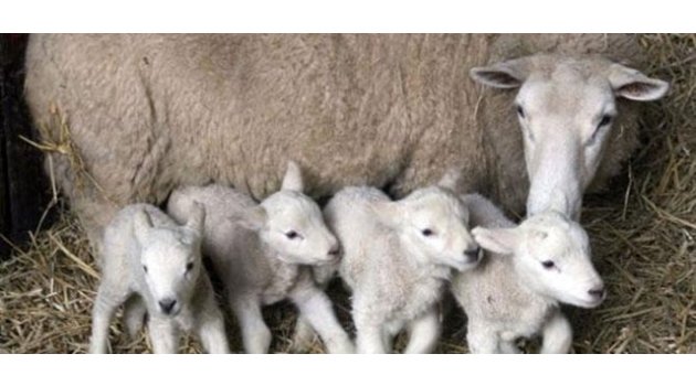 Bir Koyun Dördüz Doğurdu