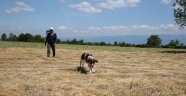 8.Fermalı Av Köpekleri Yarışması Hafta Sonu Yapılacak