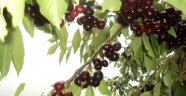 KİRAZ YETİŞTİRİCİLERİ BÜYÜK HAYAL KIRIKLIĞI YAŞIYOR