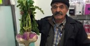 4,5 Kiloluk Turp Görenleri Şaşırtıyor