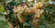 Geyve Müşküle Üzümü Artık Bir Marka..