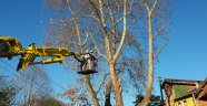 Ağaç Dalları Budanıyor