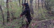  Ağaca Astıkları Köpeğin Ölümüne Sebep Oldular
