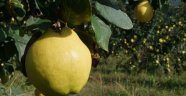 Geyve Ayva Üretiminde Rekora Koşuyor