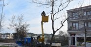 Karasu’da Ağaç Bakım ve Budama Çalışmaları Başladı