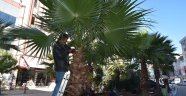 Karasu’da Palmiye Ağaçlarının Bakımı Yapıldı