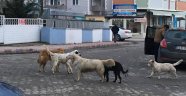 Kaynarca'da Sokak Hayvanları Tehlike Saçıyor
