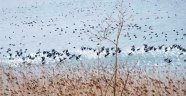 Sakarya'da Su Kuşlarının Sayımı Yapıldı