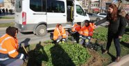 Şehir Mevsimlik Çiçeklerle Renklenecek