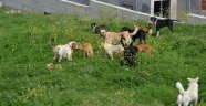 Sokak Köpekleri Vatandaşları Tedirgin Etti