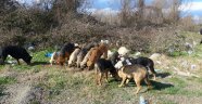 Sokak Köpeklerine Hayvanseverler Sahip Çıktı